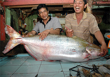 Record photograph for Pangasianodon hypophthalmus